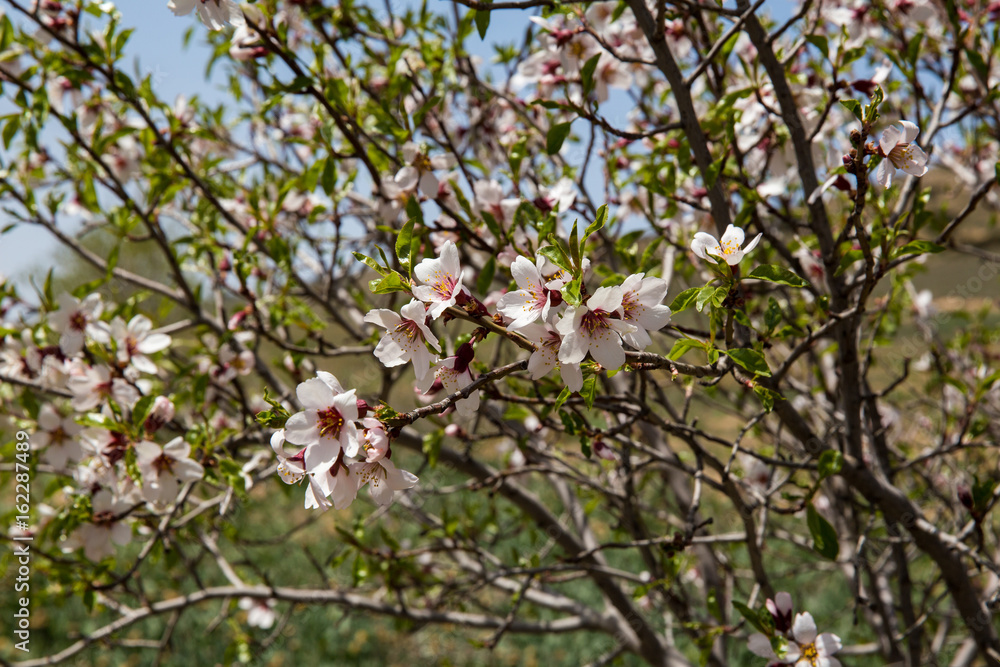 Naklejka premium Almond Tree, North Khorasan, Iran