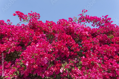 Beautiful bougainvillea flowers in southern Spain photo