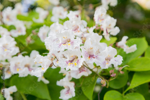 Flowering tree Catalpa bignonioides. White flowers and green leaves on blurred background.