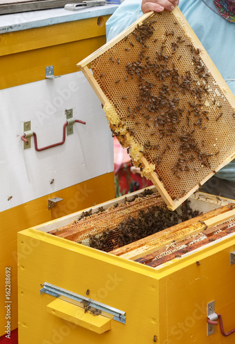 Пчеловод достает рамку с медом и пчелами из улья