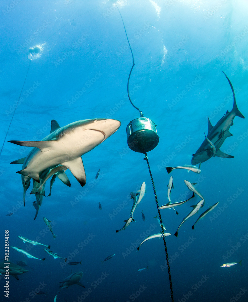 Fototapeta premium Blacktip reef shark