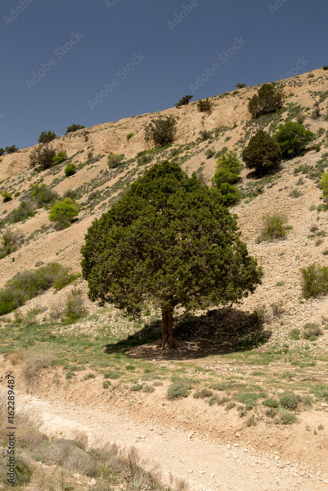 Naklejka premium Juniper, North Khorasan, Iran