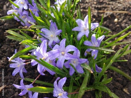 Spring Flowers in Moscow  year 2017