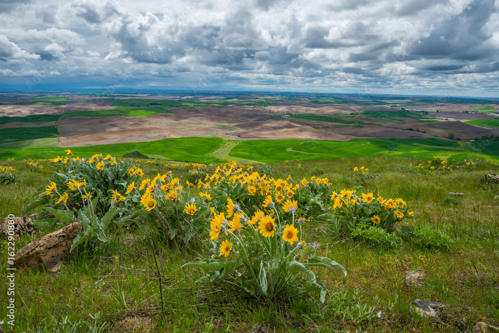 Wildflowers on Steptoe Butte state park, spring, Eastern Washington