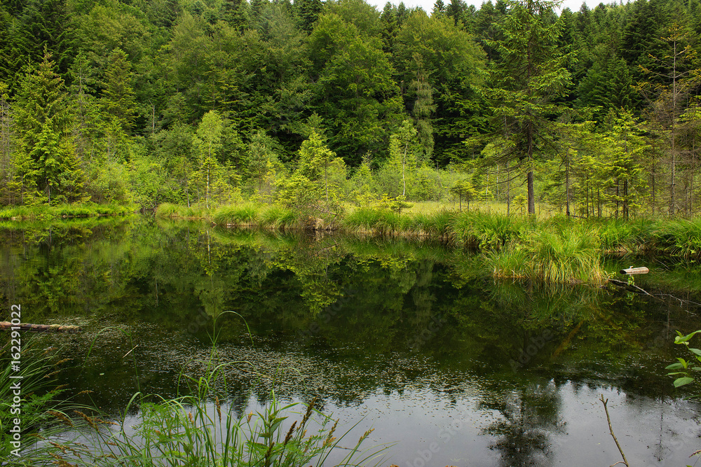 Green coniferous forest, meadow and reflection in water. Cranberry or Dead lake Carpathian mountains. National natural park Skole Beskydy, Ukraine. Beautiful outdoor landscape