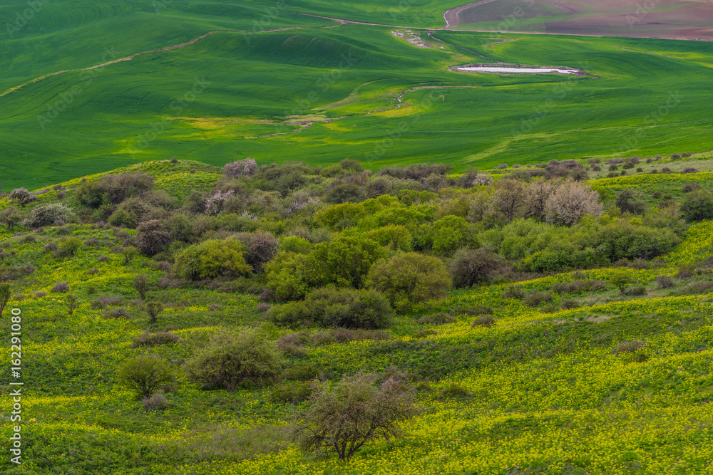 Obraz premium Beautiful green hills. view from Steptoe Butte state park, Washington, USA