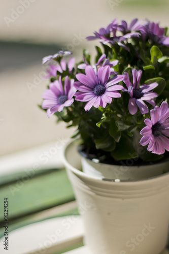 Wallpaper Mural Kapkörbchen Torontodigital.ca