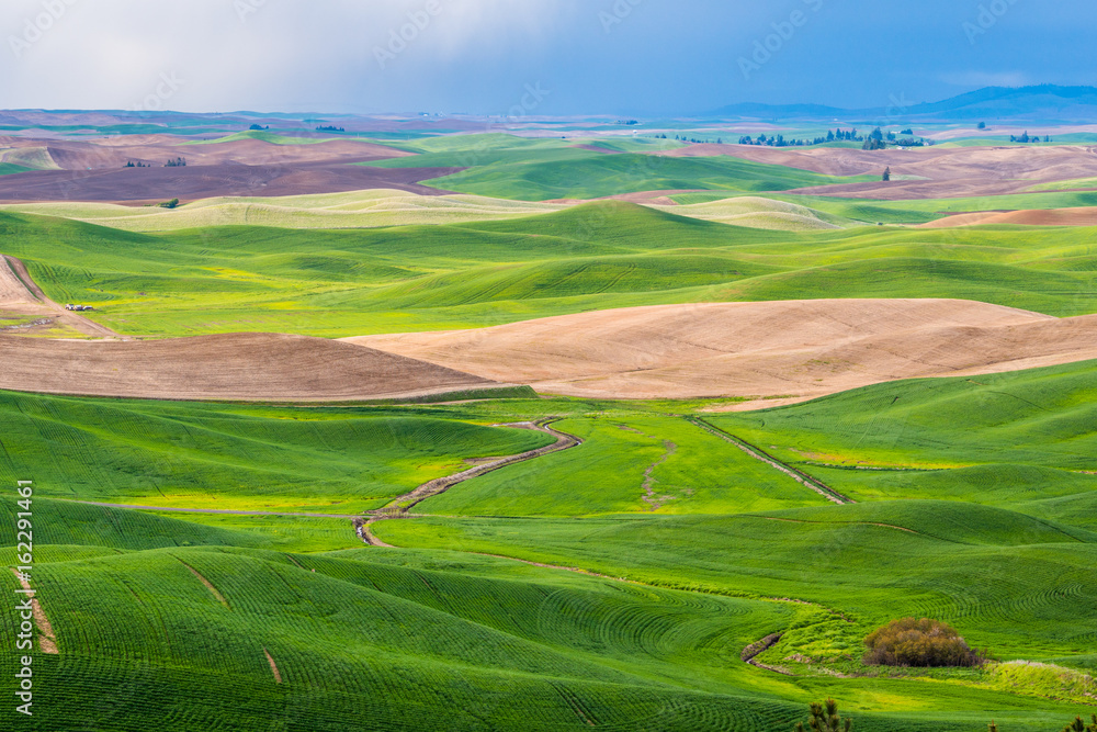 Obraz premium Amazing green hills. Plowed fields, an incredible drawing of the earth. Steptoe Butte State Park, Eastern Washington, in the northwest United States.