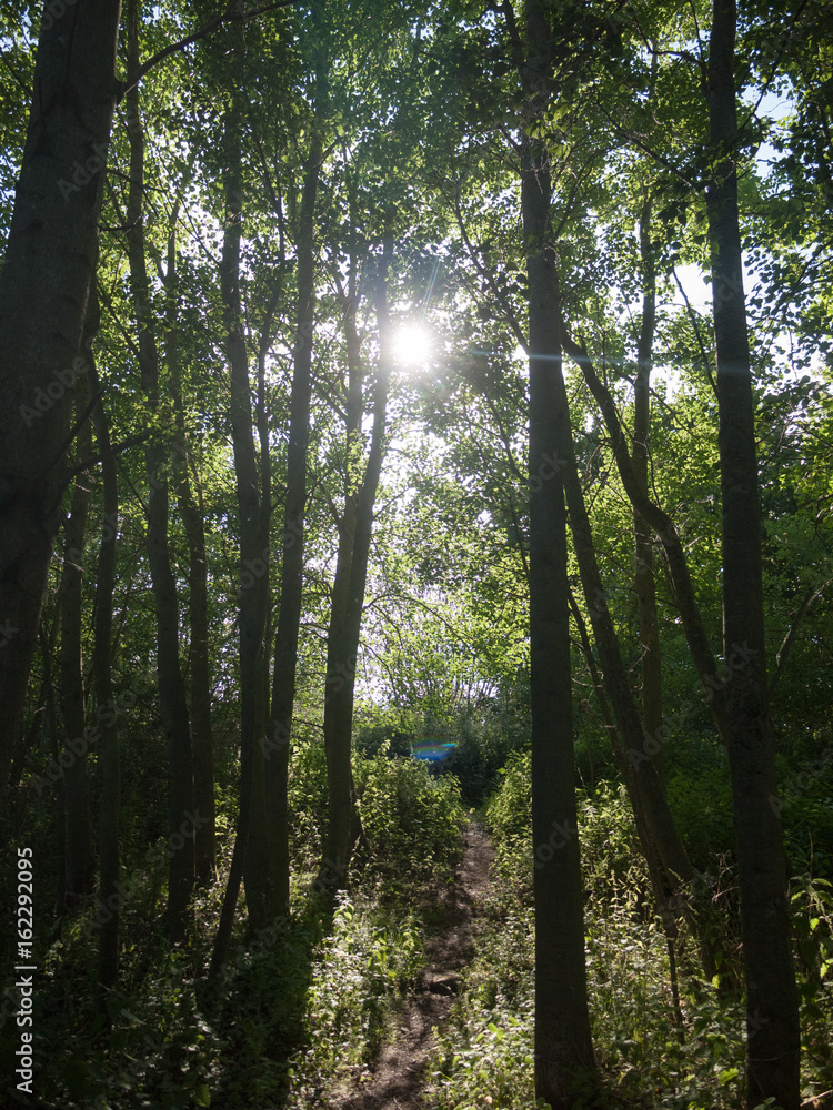 sunny day sun coming through trees in forest sunny day sun coming through trees in forest