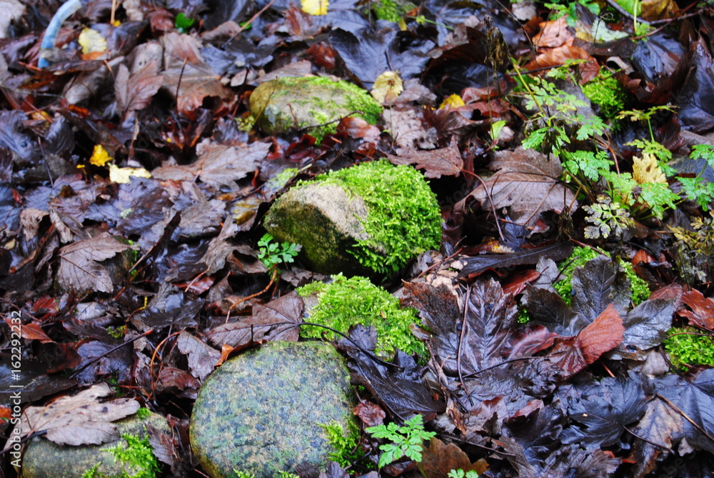 Moos im Herbst Moos im Herbst