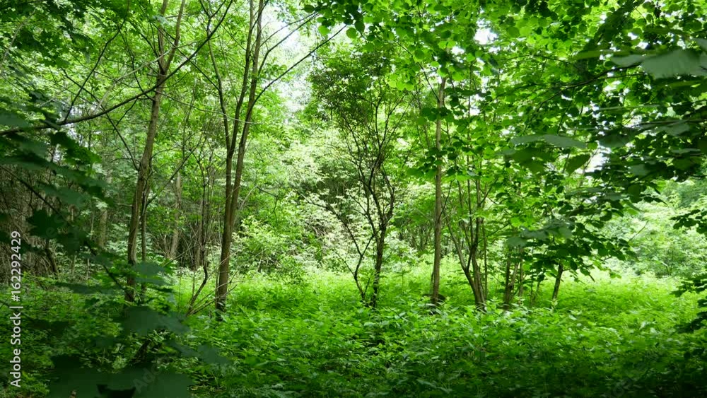 Forest landscape. Green trees nature