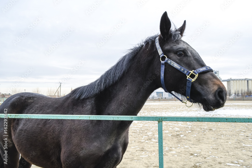 The horse walked around the stadium The horse walked around the stadium