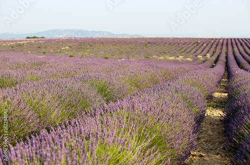 lavandes en Provence