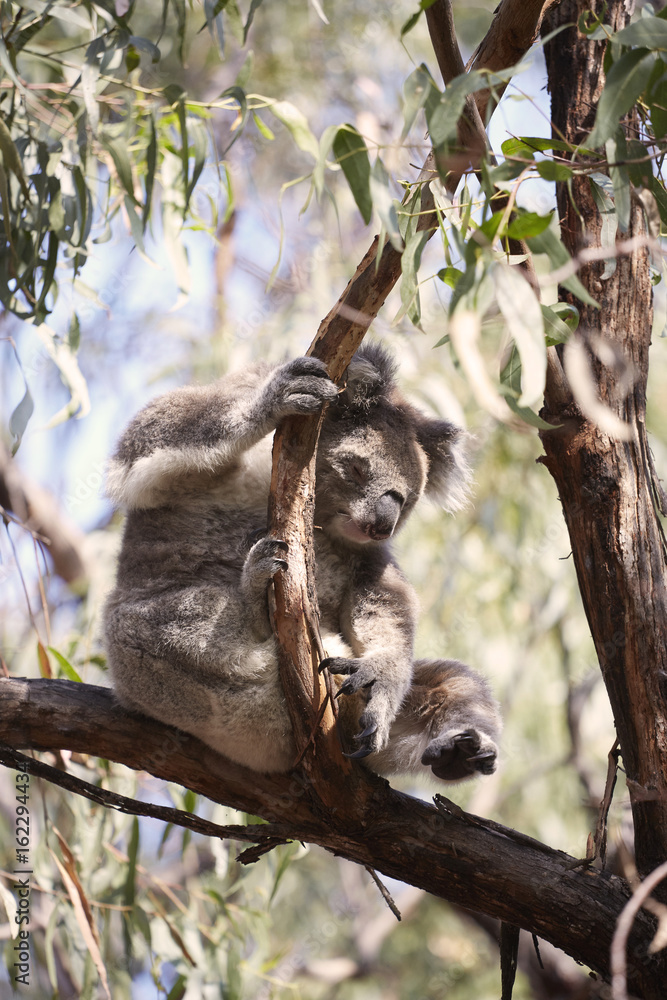 Obraz premium wilder Koalabär