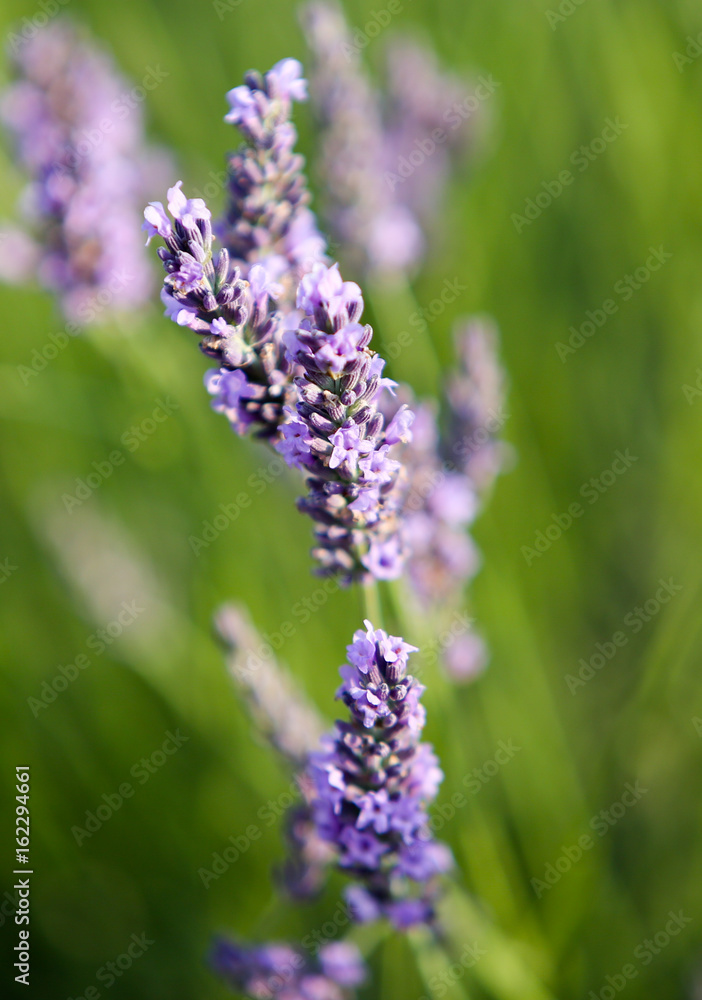 Obraz premium lavandes en Provence