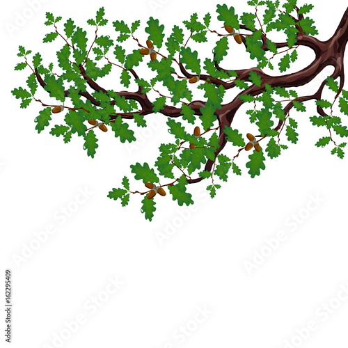 A green branch of a large oak tree with acorns. Volumetric drawing without a mesh and a gradient. Isolated on white background. illustration