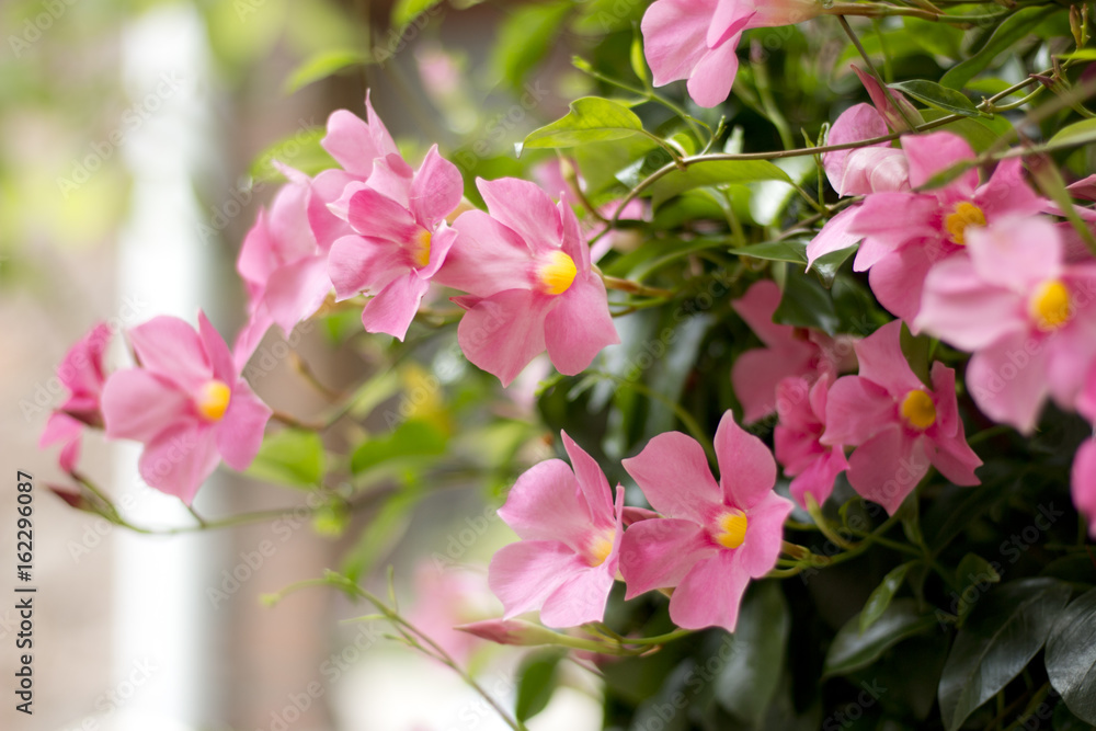 Obraz premium Dipladenie /Mandevilla