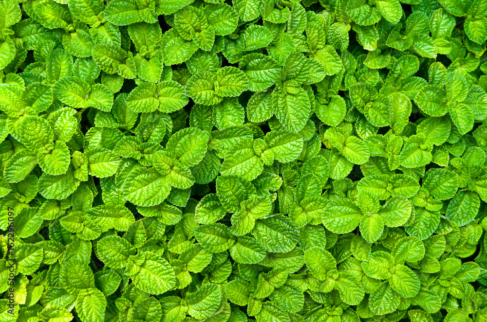 Obraz premium Mint leaves