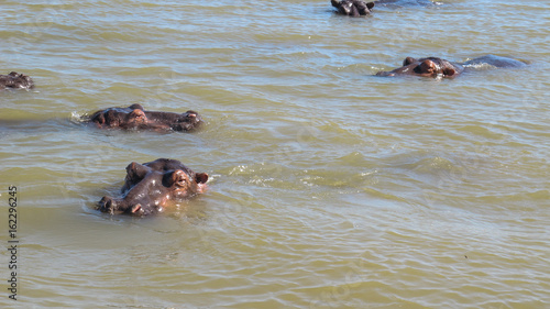 hippos floating in the river, Santa Lucia, South Africa