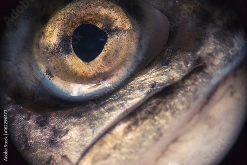 macro image of a trout fish eye