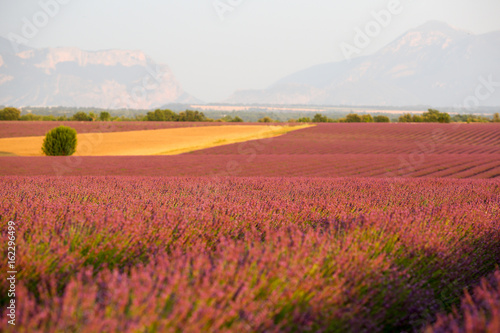 lavandes en Provence © litchi cyril