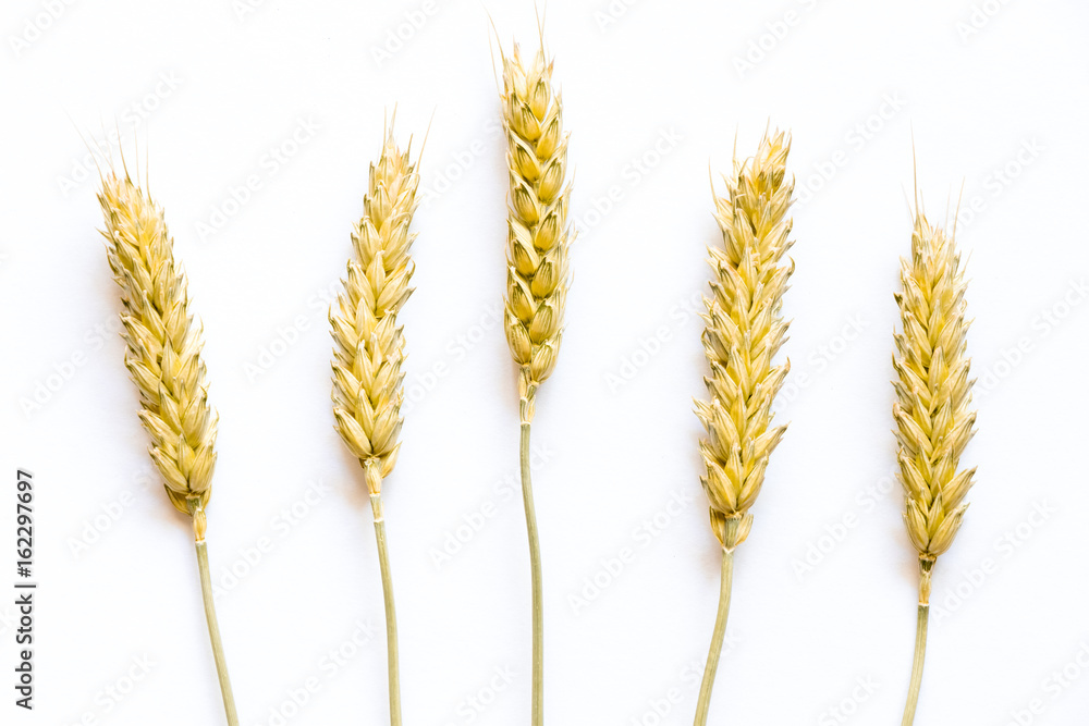 Wheat ears isolated on white close up Wheat ears isolated on white close up