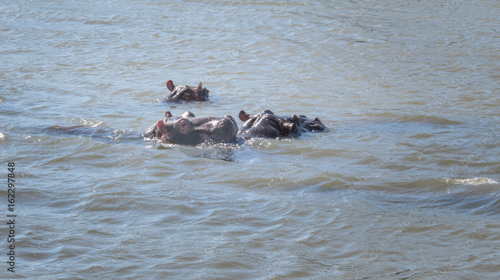 hipos floating in the river, Santa Lucia, South Africa hipos floating in the river, Santa Lucia, South Africa