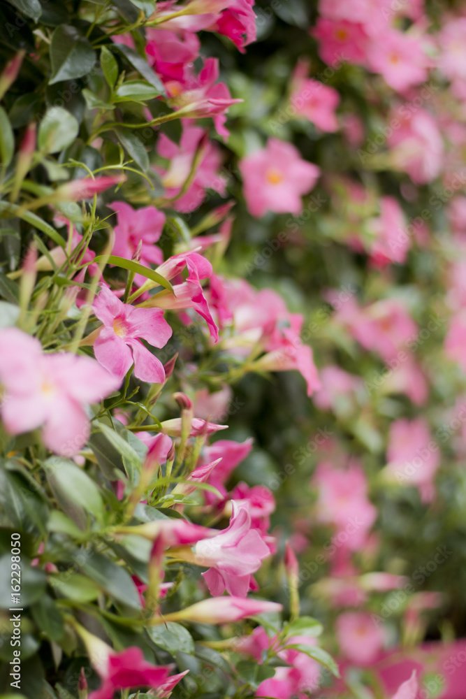 Dipladenie /Mandevilla Dipladenie /Mandevilla