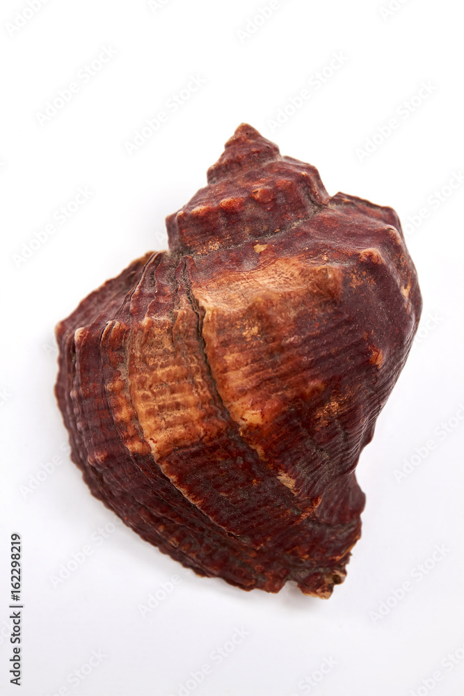 Large marvellous brown seashell. Beautiful souvenir from ocean. Large marvellous brown seashell. Beautiful souvenir from ocean.