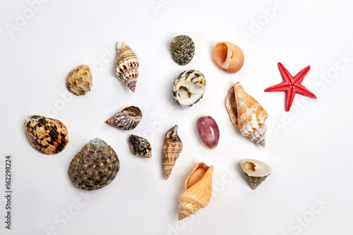 Fotografi Collection of different sea shells