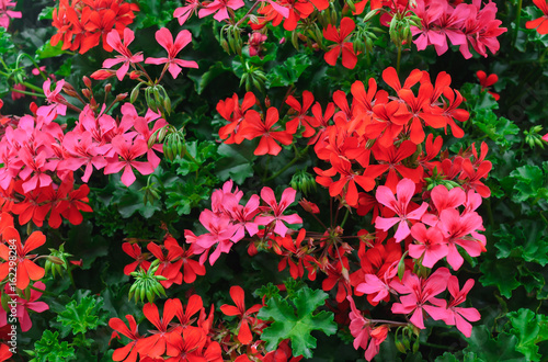 Fototapeta Naklejka Na Ścianę i Meble -  Flowers of a colorful geranium planted in the garden.