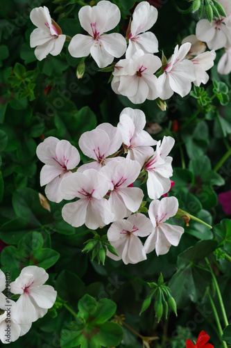 Fototapeta Naklejka Na Ścianę i Meble -  Flowers of a colorful geranium planted in the garden.