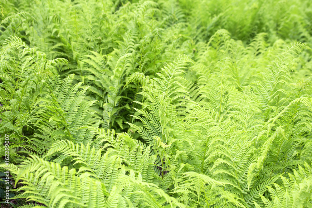 wild fern background
