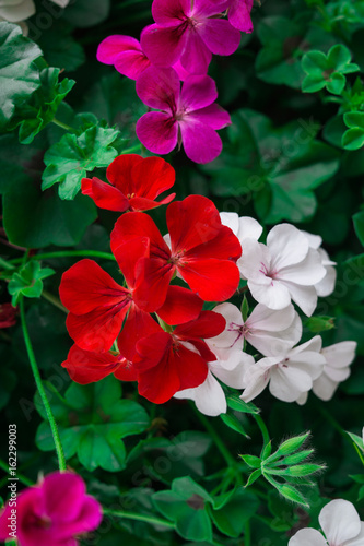 Fototapeta Naklejka Na Ścianę i Meble -  Flowers of a colorful geranium planted in the garden.