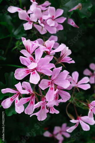 Fototapeta Naklejka Na Ścianę i Meble -  Flowers of a colorful geranium planted in the garden.