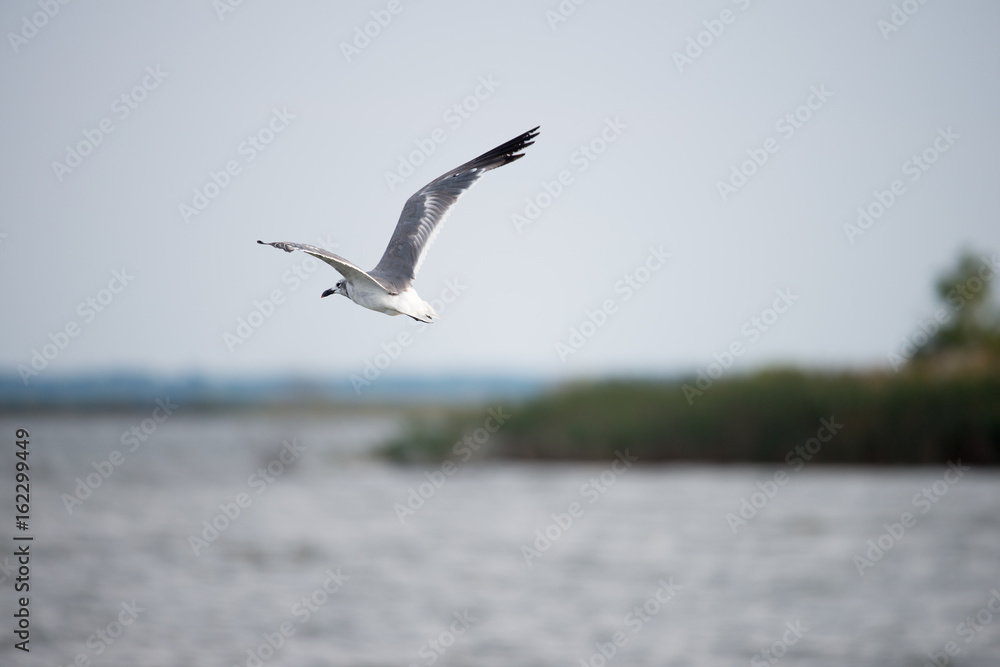 Naklejka premium Seagull flying over the Chesapeake Bay around sunset