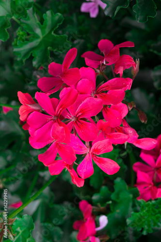 Fototapeta Naklejka Na Ścianę i Meble -  Flowers of a colorful geranium planted in the garden.