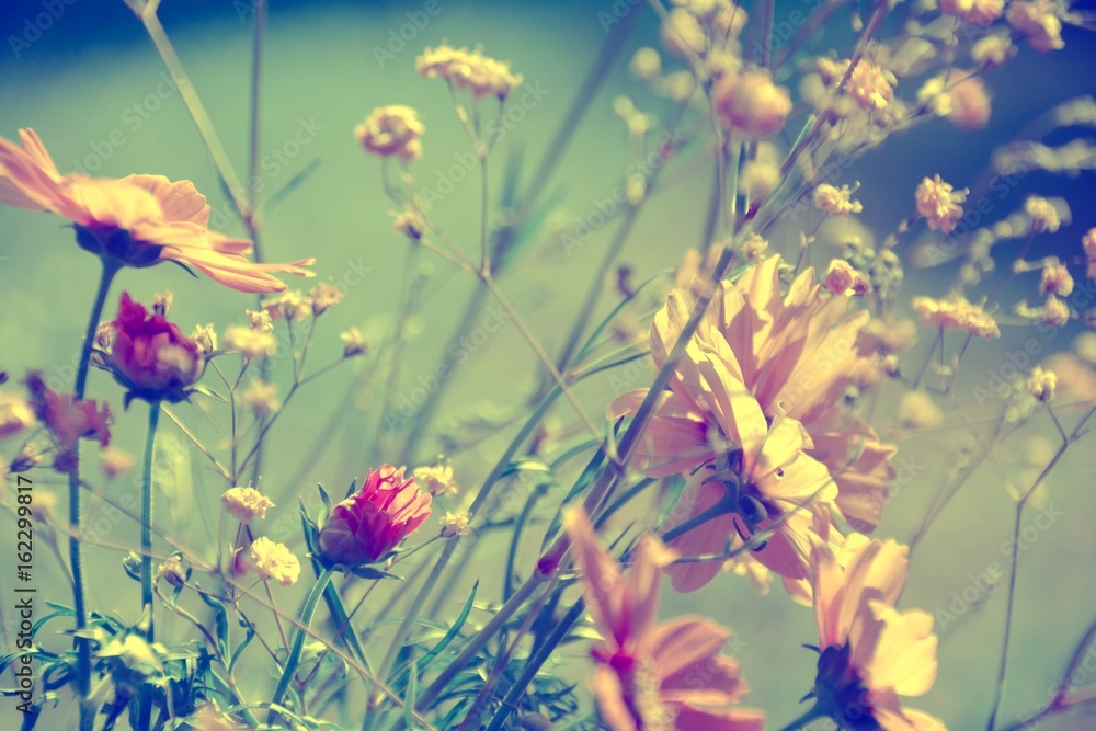 Grußkarte - Cosmea mit Schleierkraut Grußkarte - Cosmea mit Schleierkraut