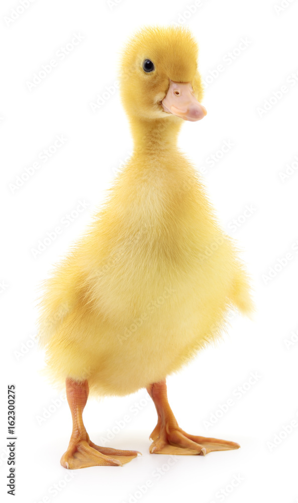 One yellow duckling. One yellow duckling.