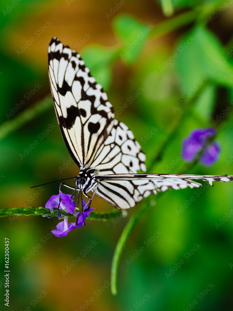 Obraz premium オオゴマダラ