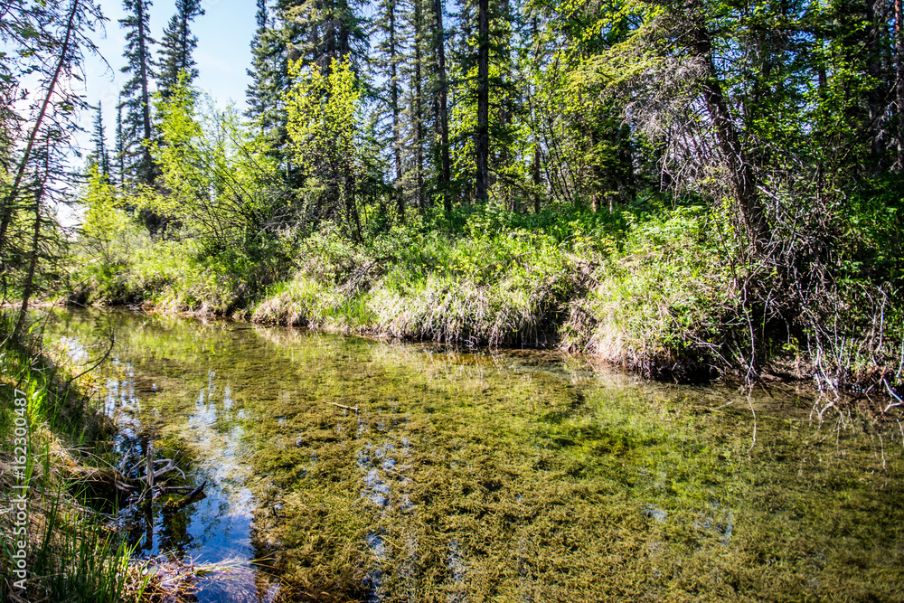 Fototapeta premium Griffith Woods Park