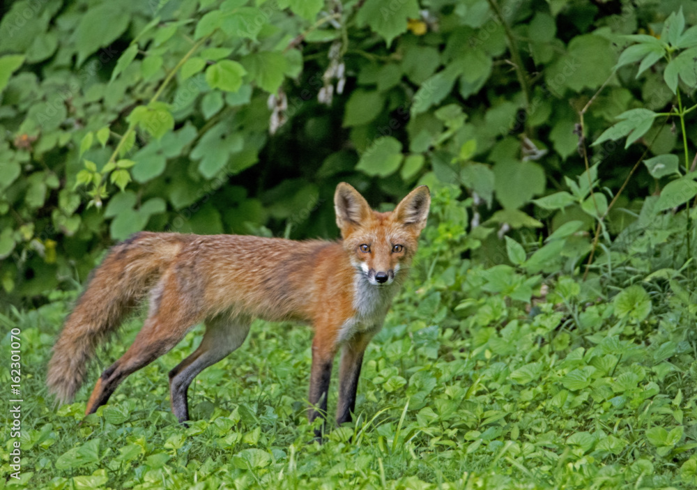 Red Fox surrounded with greenery stares at the camera.