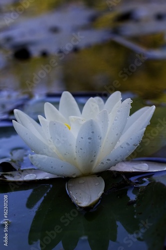 Nymphaea, white water lily.