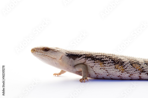 Australian Blue Tongue Lizard on white background