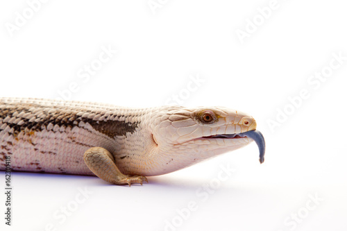 Australian Blue Tongue Lizard on white background