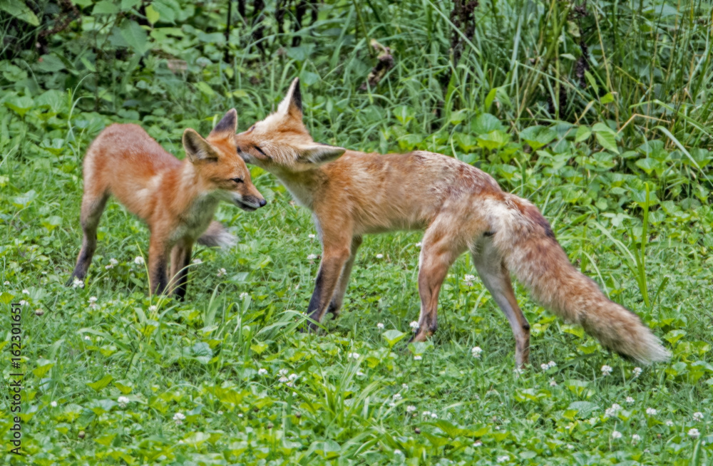 Wild Mother Red Fox washes her baby.
