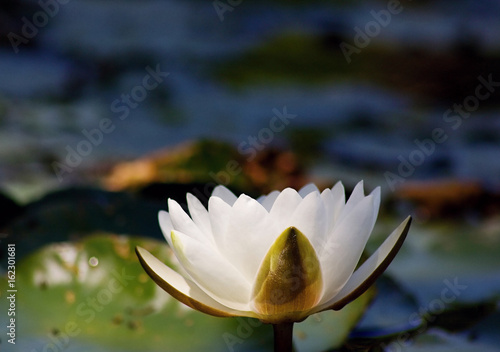 Nymphaea