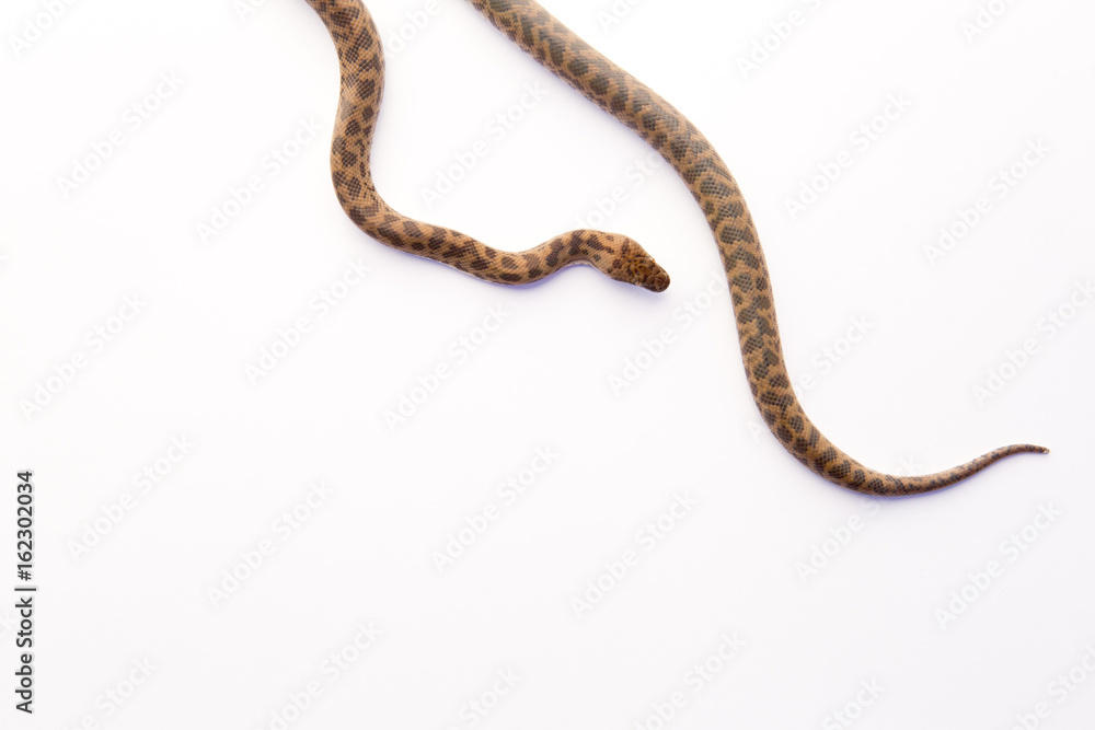Spotted Python - young snake on white background Spotted Python - young snake on white background