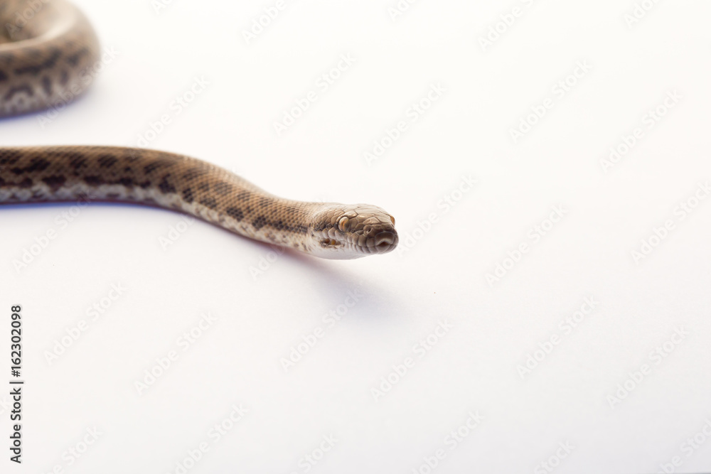 Spotted Python - young snake on white background Spotted Python - young snake on white background