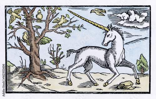 Cosmographia Unicorn photo